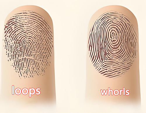 Fingerprint Pattern Guide